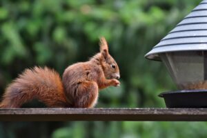 squirrel, rodent, mammal